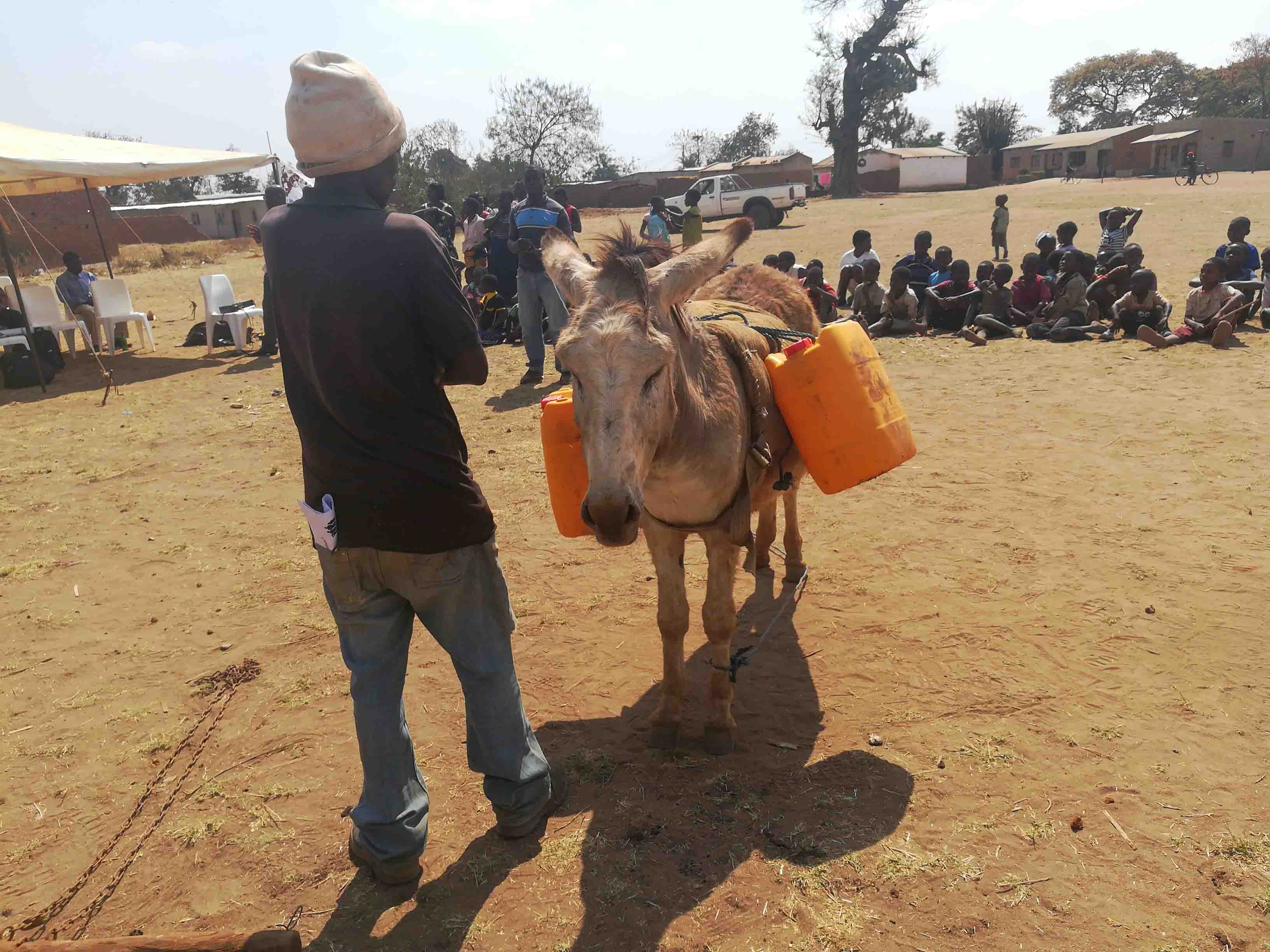 donkey carrying water