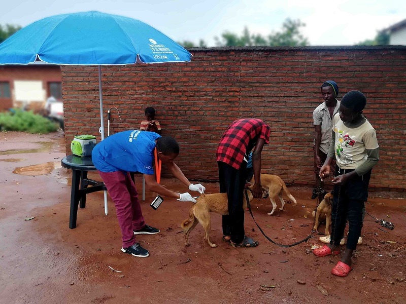dog vaccination gdl malawi lspca